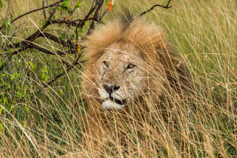 Our safari includes photographic advice, hints and tips and all our group produced stunning images as a result and memories to last a lifetime! Even our Maasai guides surprised everyone with their photographic expertise, assistance and ability to manoeuvre into perfect positions to capture an exceptional image.